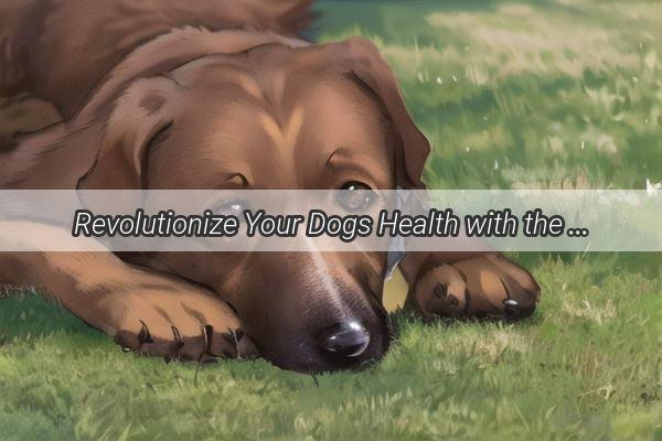 Revolutionize Your Dogs Health with the Ultimate Fosamax Capsules A PainFree Promise